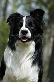 BORDER COLLIE 882